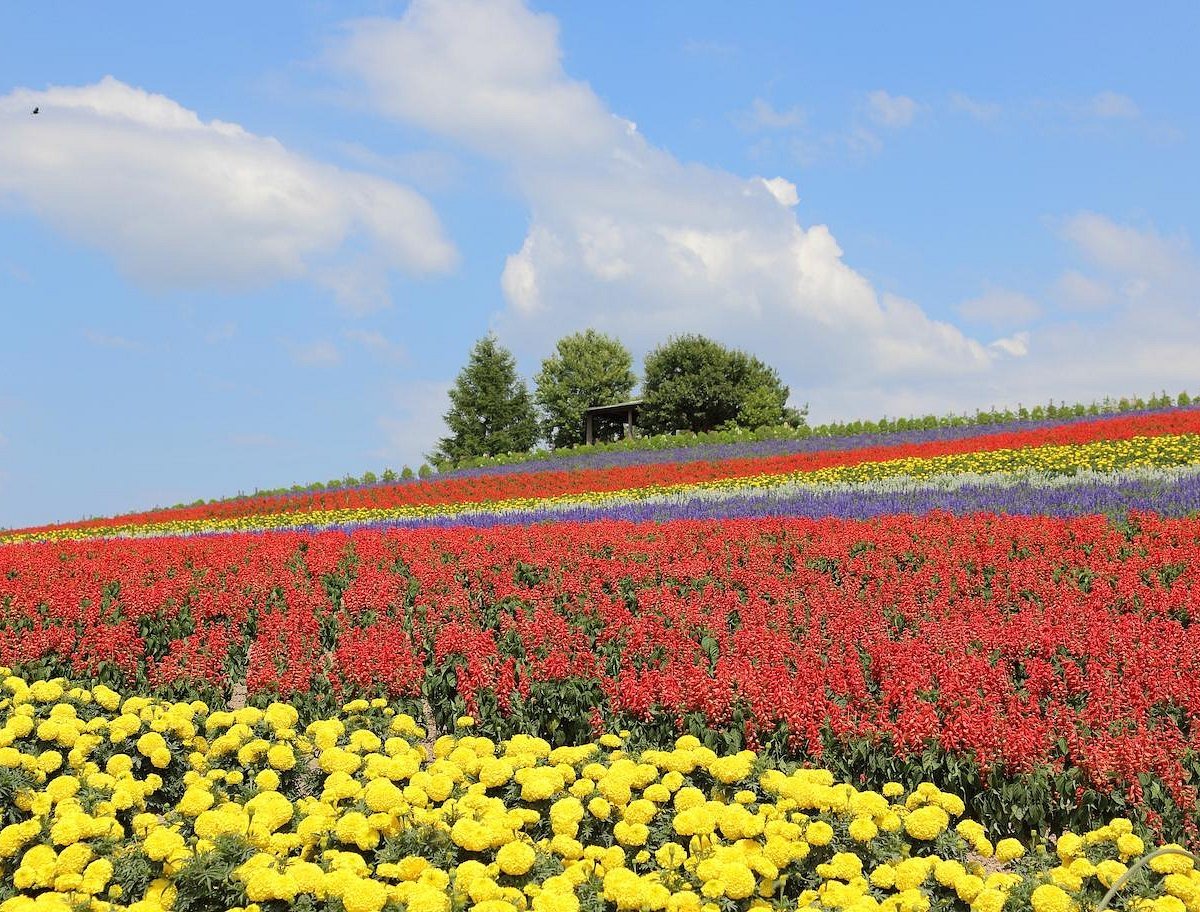 🌸 칸노 농장(칸노 파무) 이미지 8